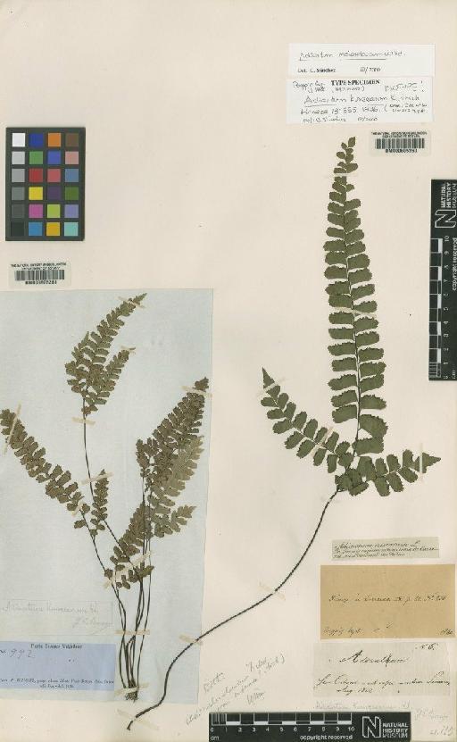 Adiantum melanoleucum Willd. - BM000605261