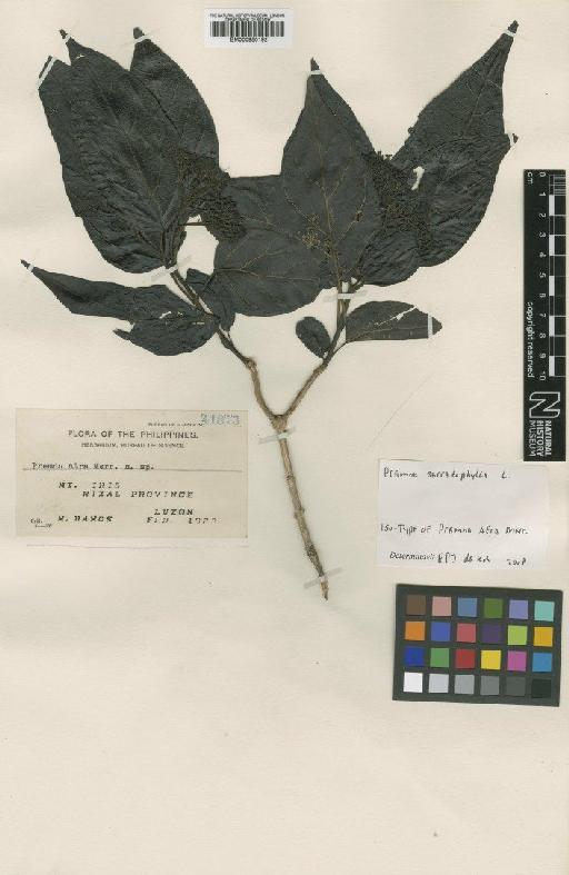 Premna serratifolia L. - BM000950192