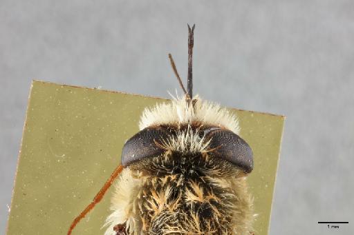 Corsomyza brevicornis Hesse, 1938 - 013445810_dorsal_head
