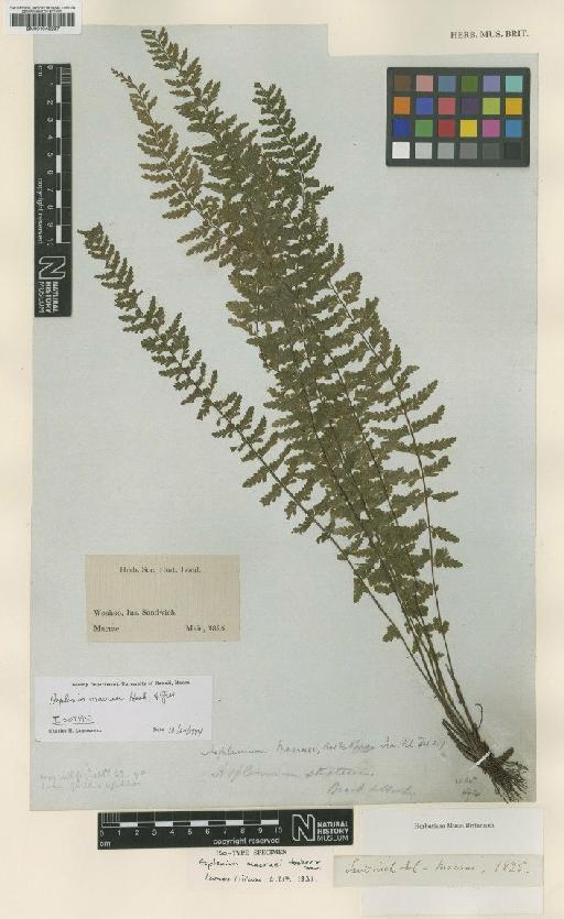 Asplenium macraei Hook. & Grev. - BM001045297