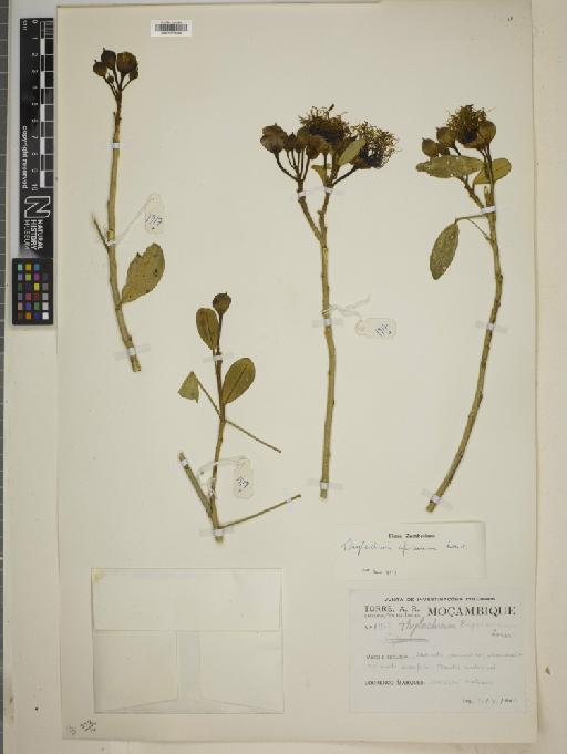 Thilachium africanum Lour. - BM010775506