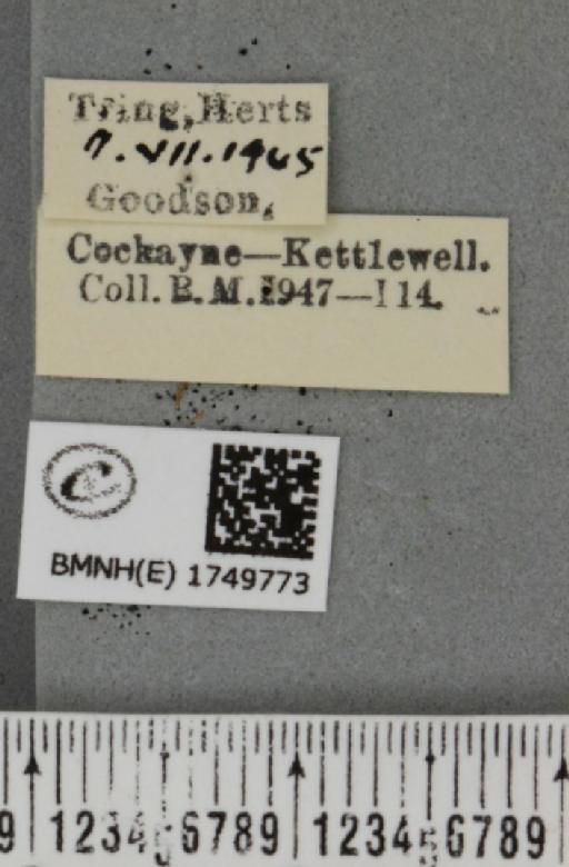 Hydriomena furcata ab. tricolorata Schrank, 1802 - BMNHE_1749773_label_327486