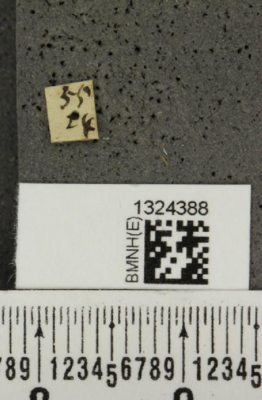 Paratriarius tropicus (Weise, 1916) - BMNHE_1324388_label_21709