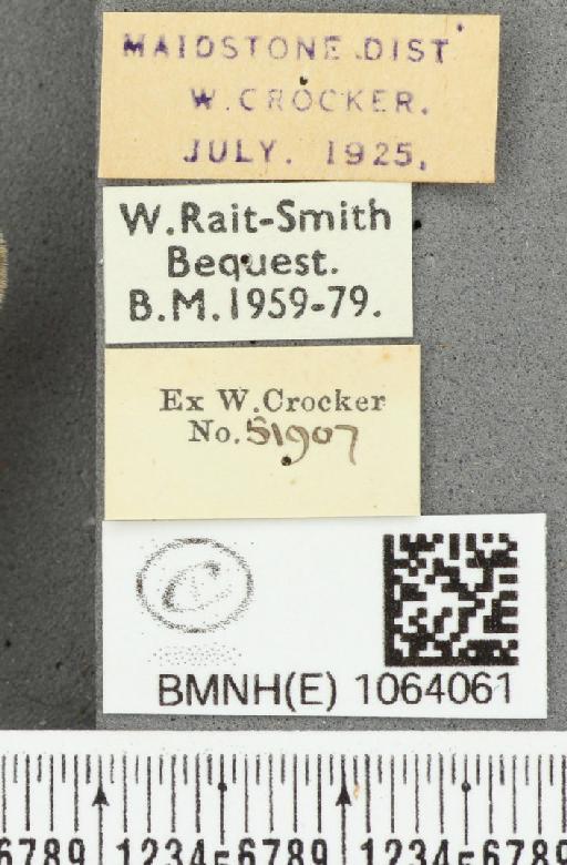 Coenonympha pamphilus ab. latiora Leeds, 1950 - BMNHE_1064061_label_25237