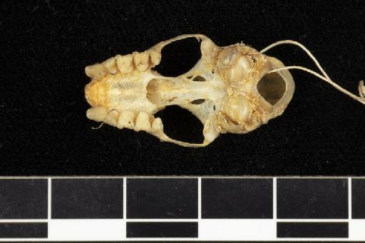 Rhinolophus micaceus De Winton, 1897 - 1897_12_1_7-Rhinolophus_micaceus-Holotype-Skull-occlusal
