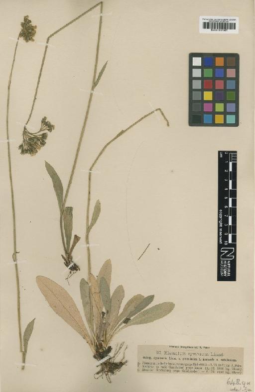 Hieracium cymosum var. genuinum Dahlst. - BM001047591