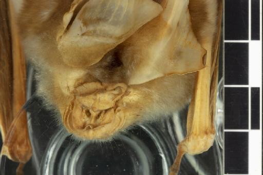 Hipposideros diadema pullatus Andersen, 1906 - 1897_8_7_9-Hipposideros_diadema_pullatus-Type-Noseleaf-dorsal-2