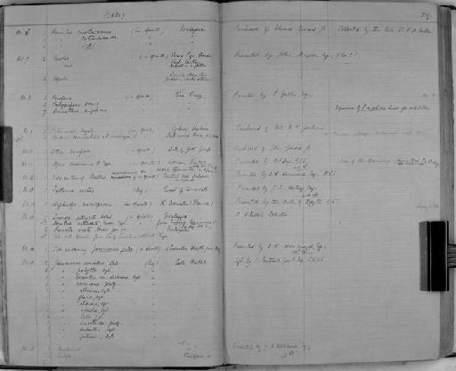 Apus dukeanus - Zoology Accessions Register: Crustacea: 1876 - 1905: page 29