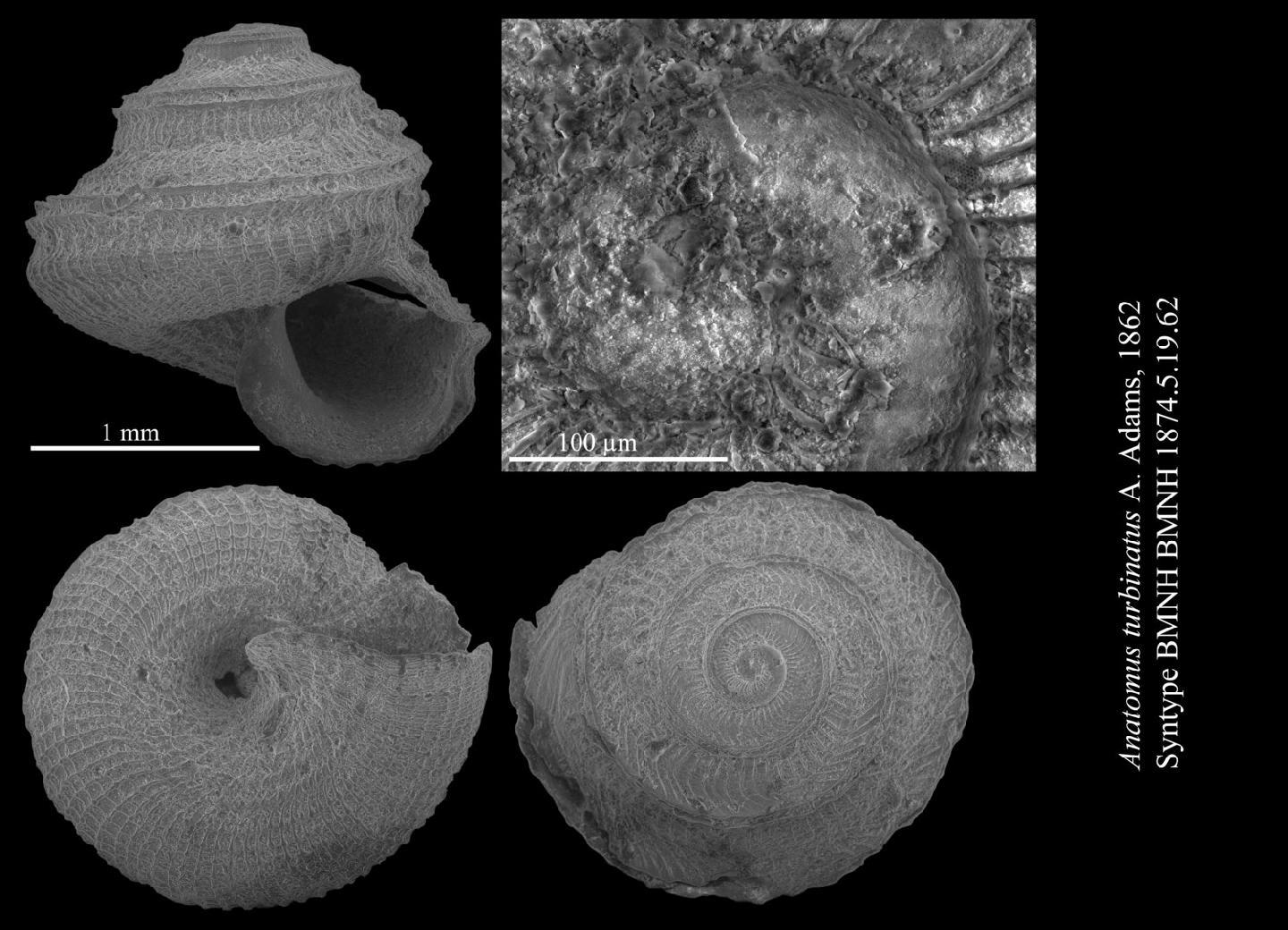 To NHMUK collection (Anatomus turbinatus A. Adams, 1862; LECTOTYPE; NHMUK:ecatalogue:2799947)