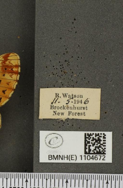 Boloria euphrosyne Linnaeus, 1758 - BMNHE_1104672_label_16134