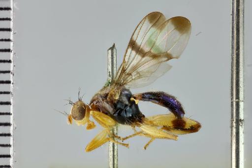 Richardia elegans van der Wulp & van der Wulp, 1899 - Richardia elegans NHMUK 010579781 syntype male habitus