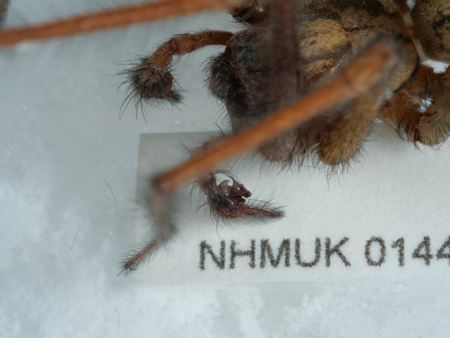 Eratigena saeva thumbnail