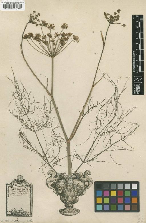 Anethum foeniculum L. - BM000558384