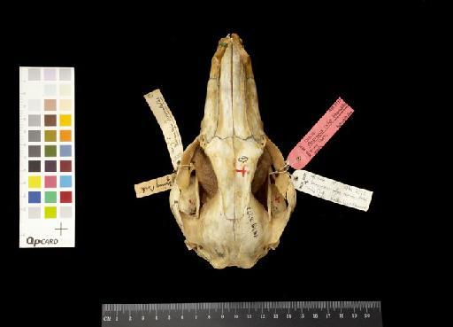 Macropus rufus dissimulatus Rothschild, 1905 - 1939.2777_Skull_Dorsal