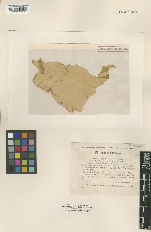 Punctaria occidentalis Setch. & N.L.Gardner - BM000563520