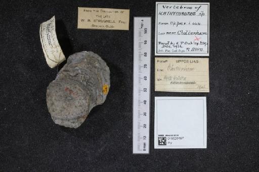 Ichthyosaurus De la Beche & Conybeare, 1821 - 010020497_L010040154