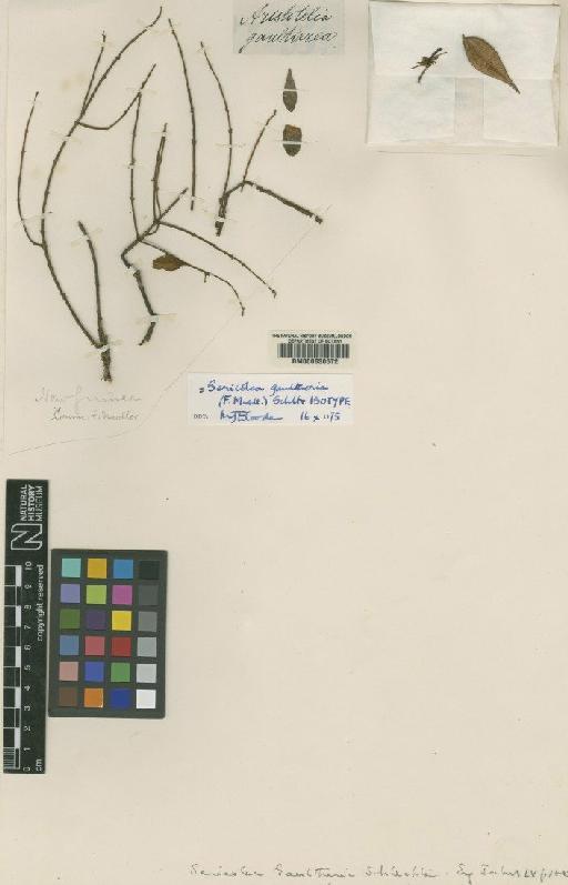 Sericolea gaultheria var. gaultheria - BM000630572