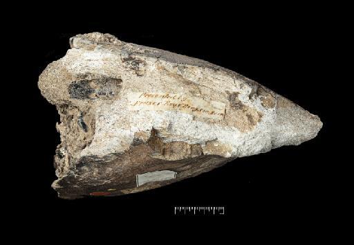 Palaeoloxodon namadicus Falconer & Cautley, 1846 - NHMUK PV M 3099_Photo 04