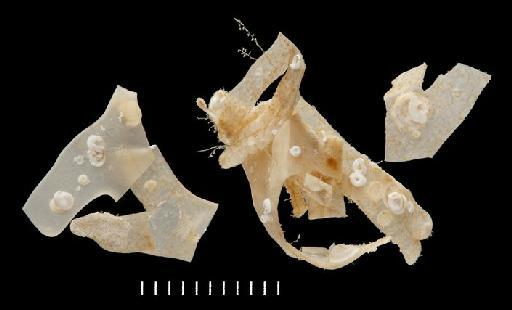 Metalaeospira clansmani Vine, 1977 - Polychaeta type specimen; BMNH 1971.252