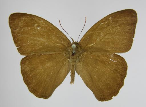 Euptychia saundersii Butler, 1867 - BMNH(E)_1267094_Zischkaia_(Euptychia)_saundersii_Butler_T_male_ (2)