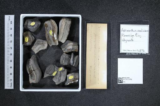 Asteracanthus ornatissimus Agassiz, 1837 - 010023064_L010040509