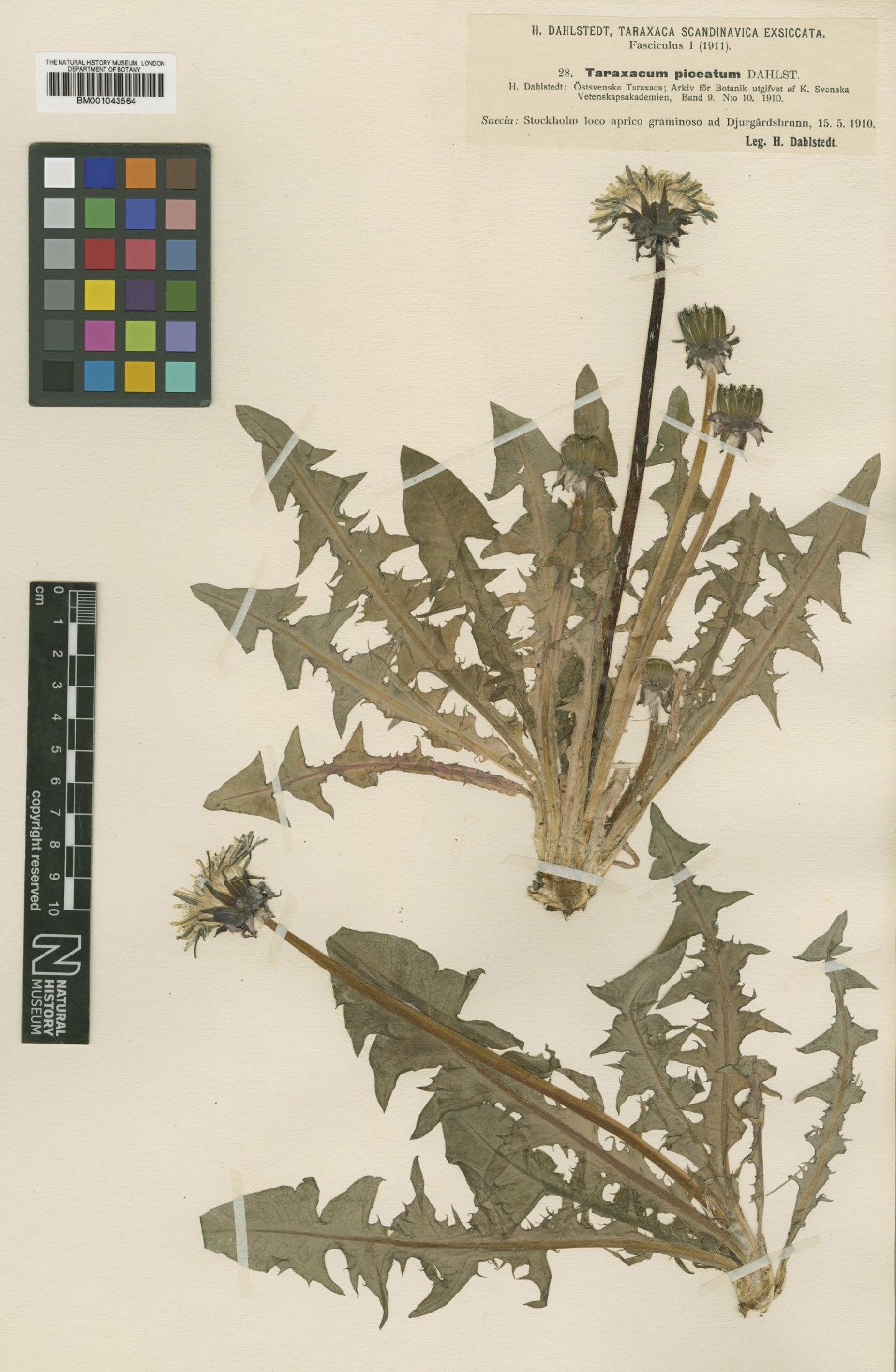 To NHMUK collection (Taraxacum piceatum Dahlst; Type; NHMUK:ecatalogue:2201135)