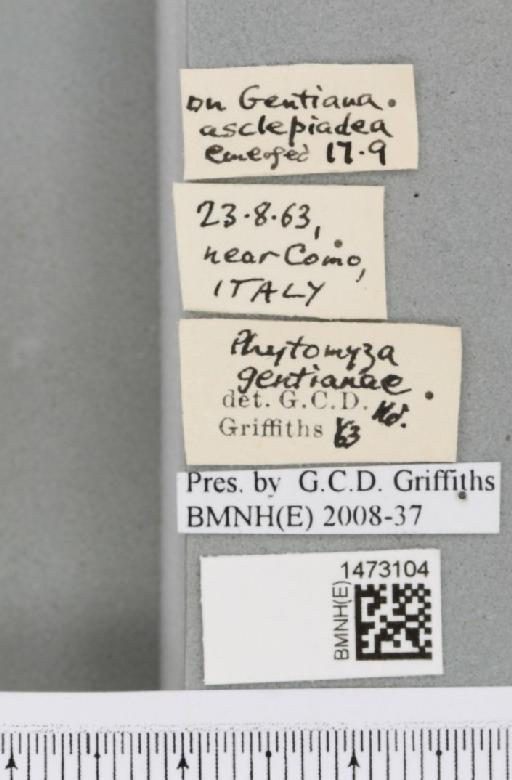 Chromatomyia gentianae (Hendel, 1920) - BMNHE_1473104_label_48378
