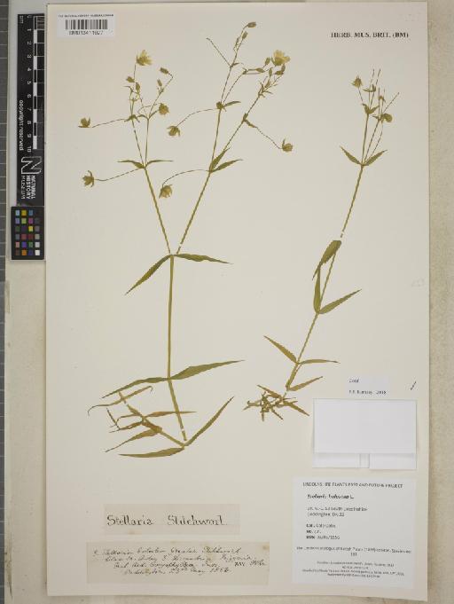 Stellaria holostea L. - BM013411927