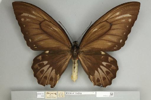 Ornithoptera priamus urvillianus Guérin-Méneville, 1829 - 013604577__