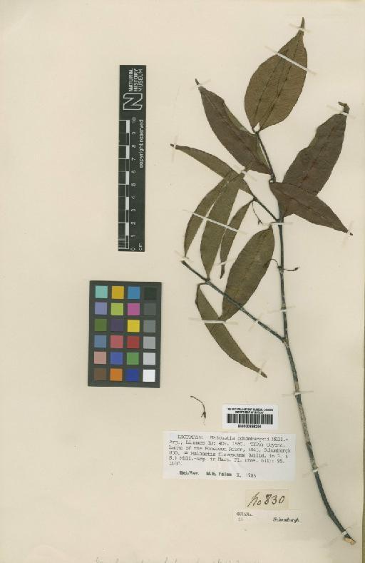 Malouetia flavescens Willd. - BM000885294