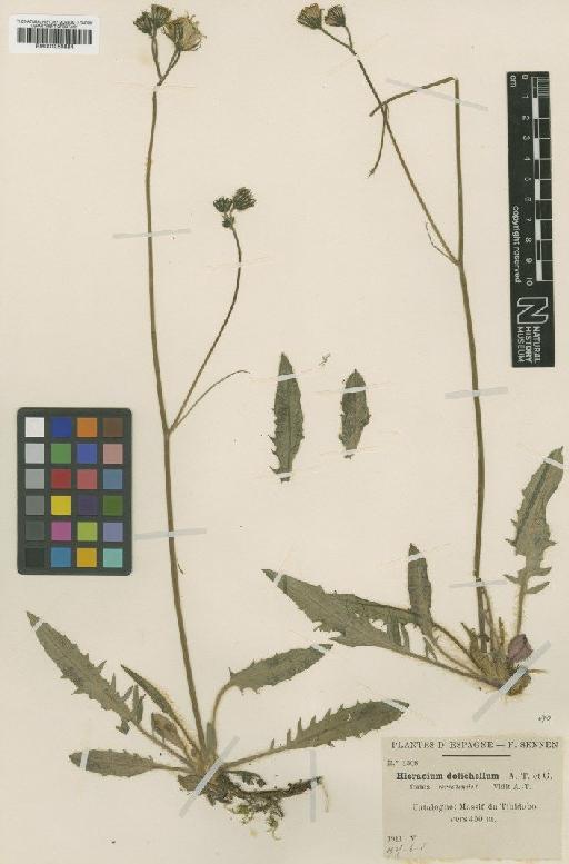 Hieracium wiesbaurianum subsp. dolichellum (Arv.-Touv. & Gaut.) Zahn - BM001050884