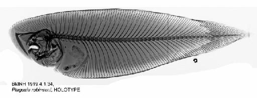 Paraplagusia robinsoni (Regan, 1919) - BMNH 1919.4.1.34, Plagusia robinsoni, HOLOTYPE, Radiograph a
