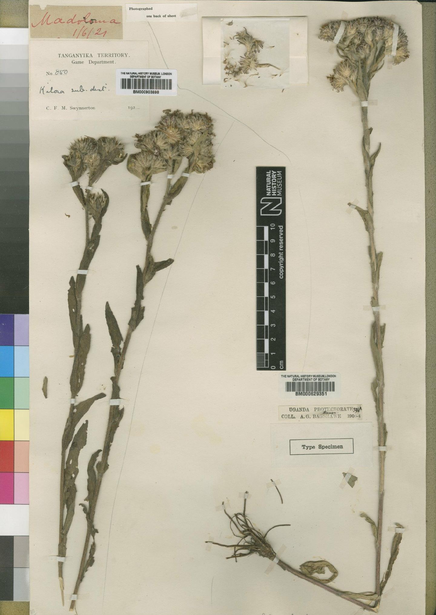 To NHMUK collection (Vernonia caput-medusae Moore; Type; NHMUK:ecatalogue:4528588)