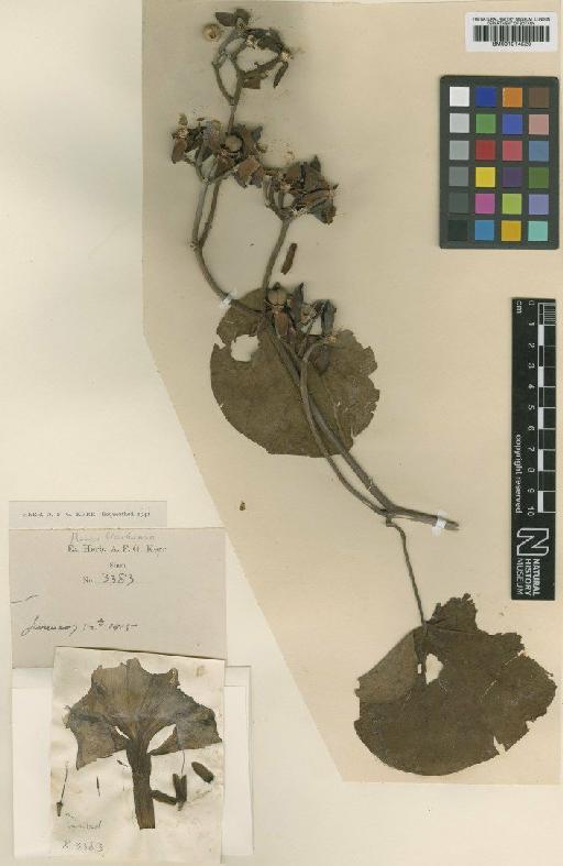 Ipomoea ornata (Roxb.) J.R.I.Wood & Scotland - BM001014520