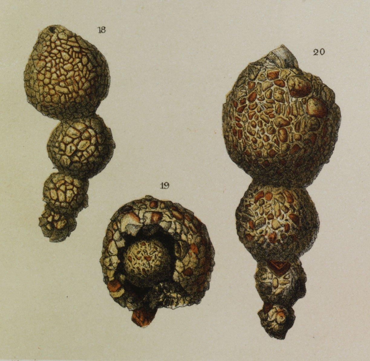 To NHMUK collection (Reophax pilulifera Brady, 1884; Lectotype; NHMUK:ecatalogue:3096886)