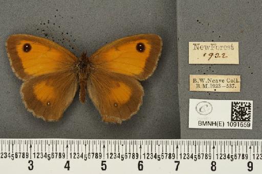 Pyronia tithonus britanniae (Verity, 1914) - BMNHE_1091659_2090