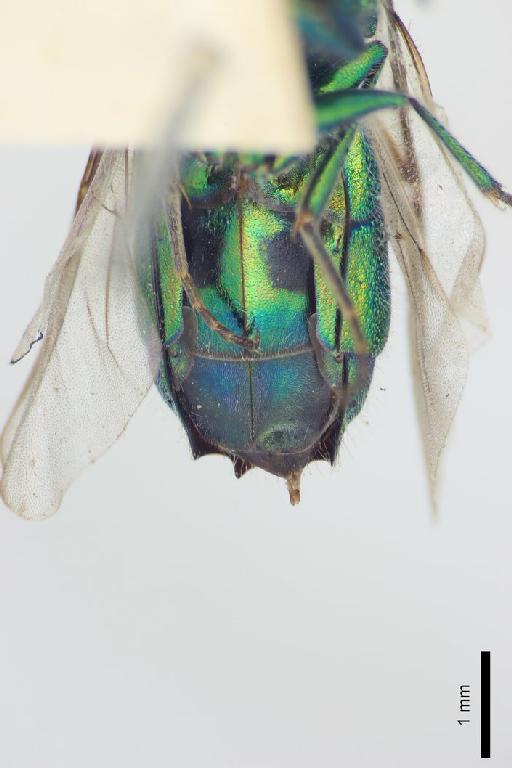 Chrysis tibetana Mocsary, A., 1914 - Chrysis_tibetana-BMNH(E)#970885_type-ventral-2X