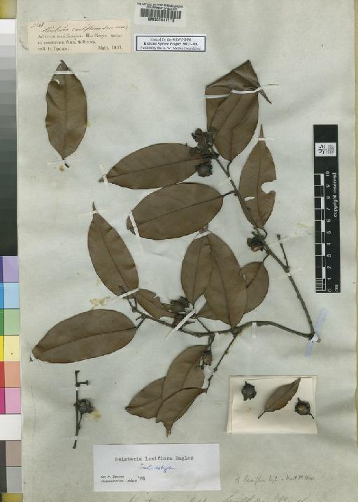Heisteria laxiflora Engl. - Spruce - BM000617116