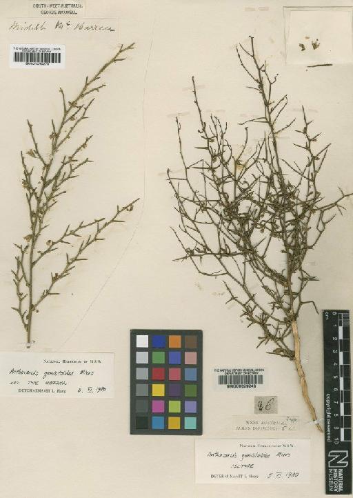 Anthocercis genistoides Miers - BM001040278