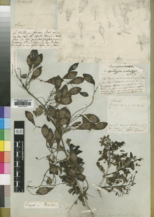 Dalbergia melanoxylon Guill. & Perr. - BM000838350