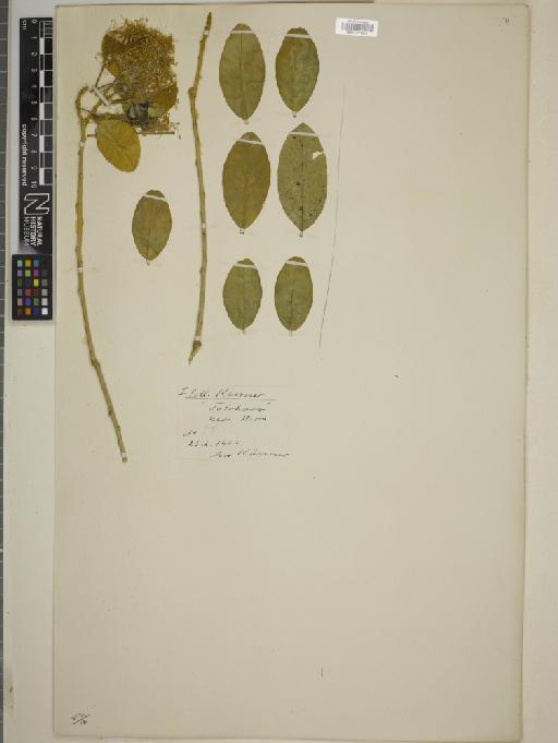 Thilachium africanum Lour. - BM010775518