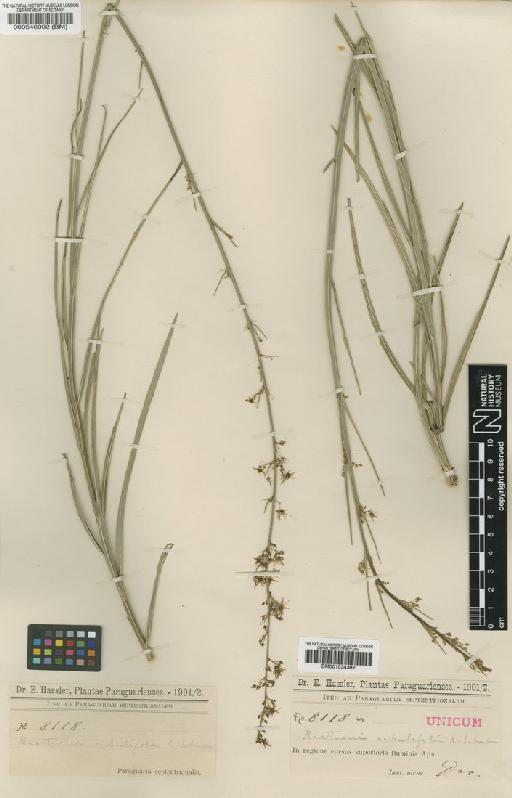 Byttneria stenophylla - BM001034392