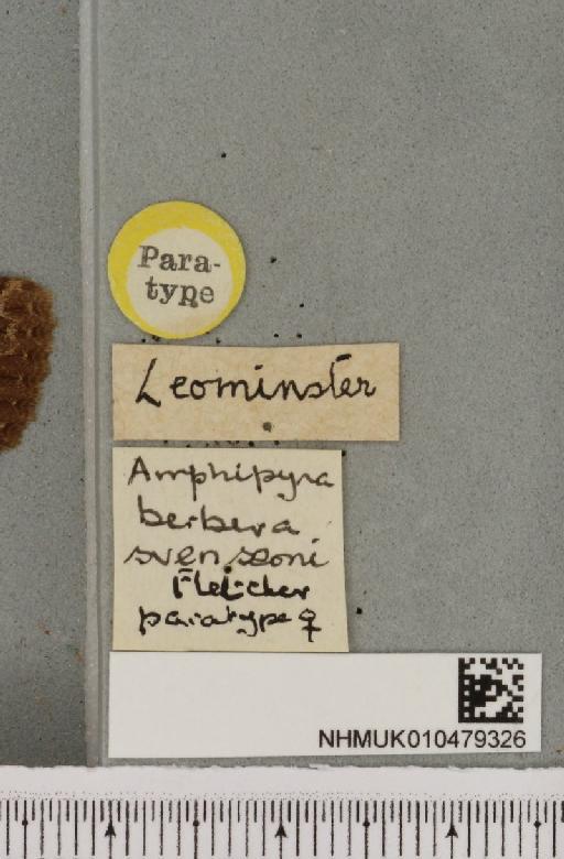 Amphipyra berbera svenssoni Fletcher, D.S., 1968 - NHMUK_010479326_label_571723