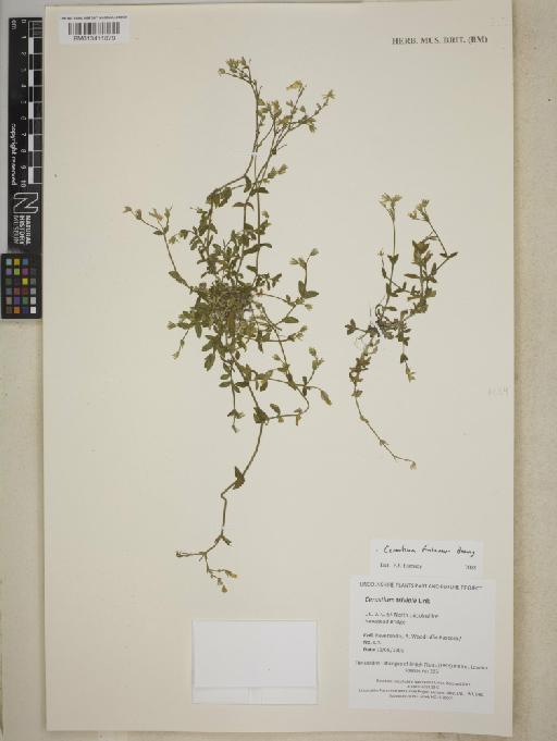 Cerastium fontanum Baumg. - BM013411879