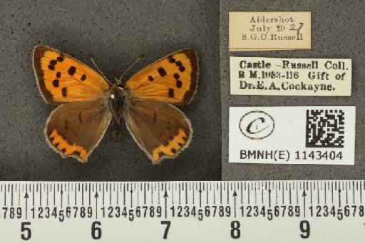 Lycaena phlaeas eleus ab. intermedia Tutt, 1896 - BMNHE_1143404_108277