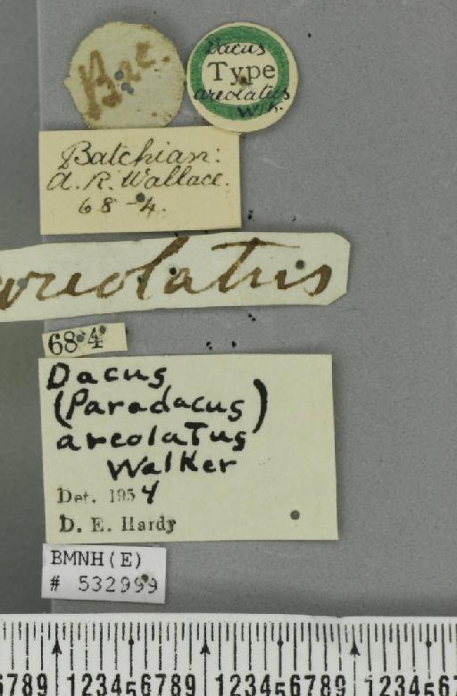 Bactrocera (Paradacus) areolata (Walker, 1861) - BMNHE_532999_label_35351