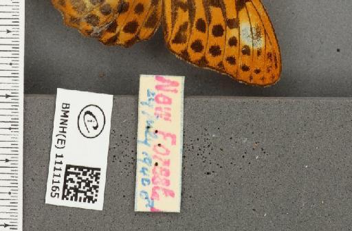 Argynnis paphia ab. caroffana Cabeau, 1923 - BMNHE_1111165_label_65964