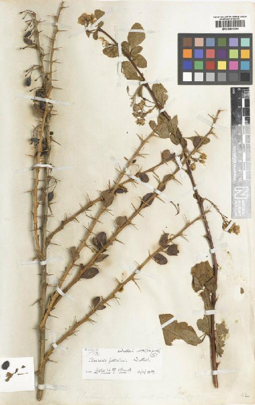 Berberis angulosa var. angulosa Wall. ex Hook.f. & Thomson - BM000810696