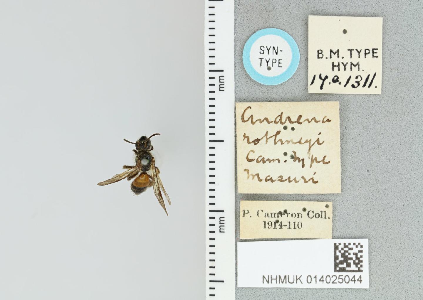 Andrena rothneyi