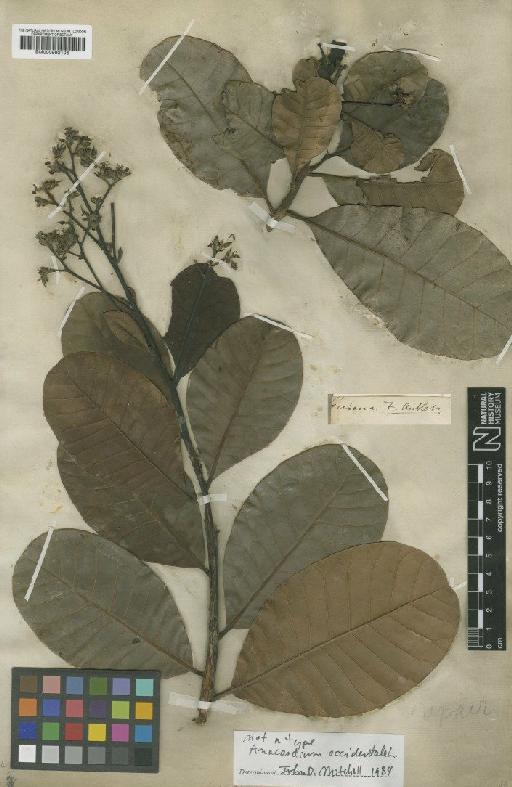 Anacardium occidentale L. - BM000992106